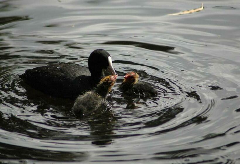 غرفة قياسية, Burra Motor Inn