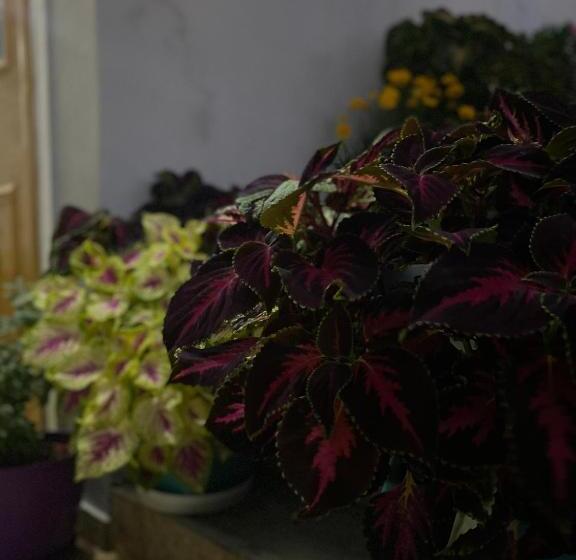 Habitació Estàndard, Guesthouse Albi