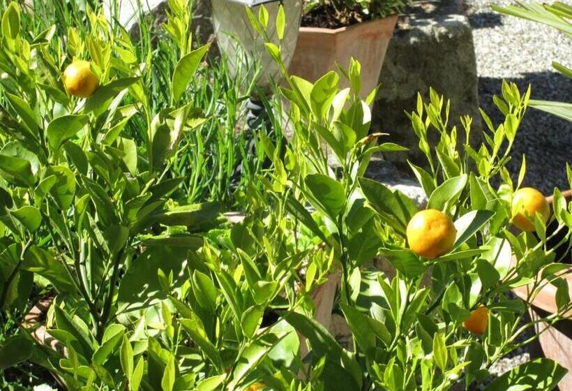 غرفة قياسية, Le Mas Vieux