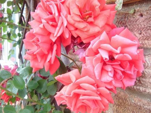 חדר סטנדרט יחיד, Rosa S Bed And Breakfast