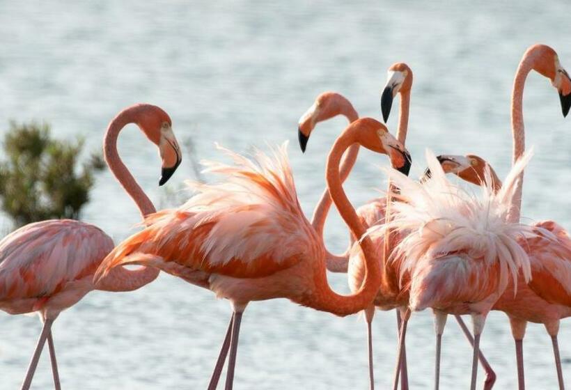 اتاق استاندارد, Bonaire 2 Stay Playa