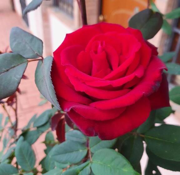 شقة غرفتين, Azienda Agricola Sinisi