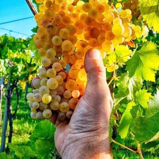 스탠다드 룸, Poggio Agli Ulivi