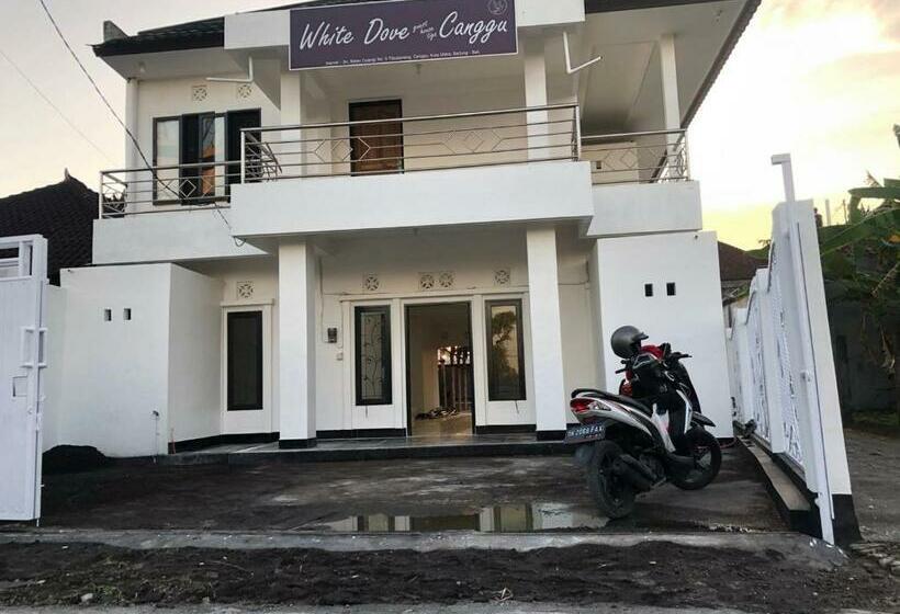 스탠다드 룸 풀장 전망, Nomad Tropical Hostel Canggu