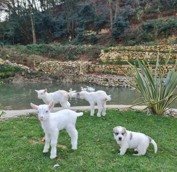 جناح, Sosyete çobani Doğal Yaşam Oteli̇