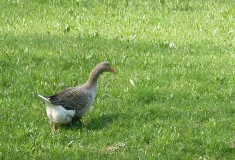 חדר סטנדרט, Escapade Romantique: Cabane Avec Terrasse Panoramique, Poêle à Bois Et éclairage Multicolore   Fr 1