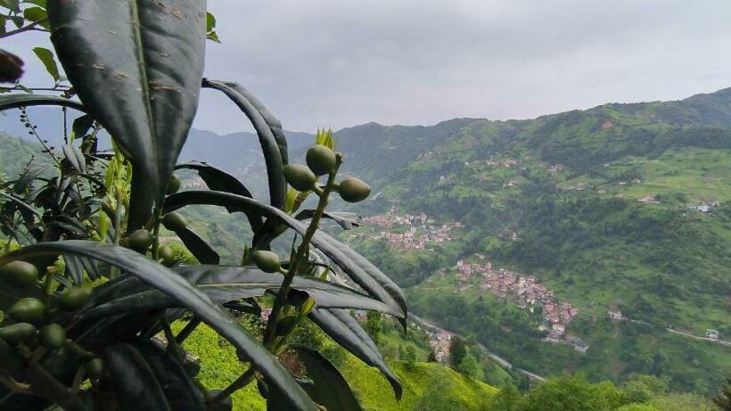 חדר אקונומי, Burahan Suite