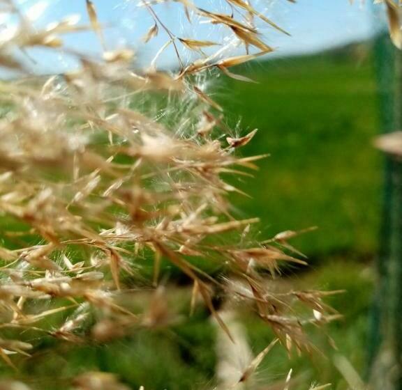 标准间, Fioccohause