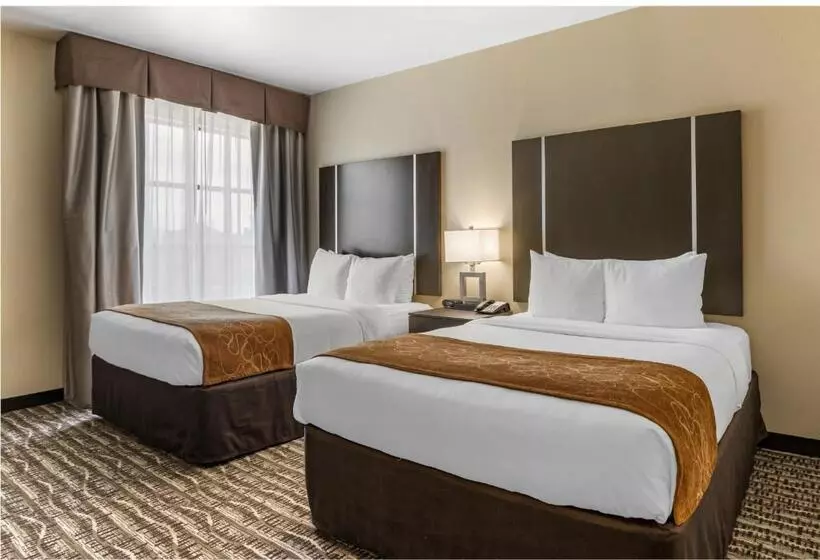 デラックススイート, Comfort Suites Near Sam Houston Race Park