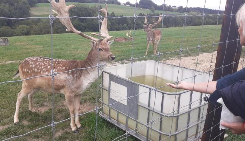 חדר סטנדרט, Villa Fortuna Budget