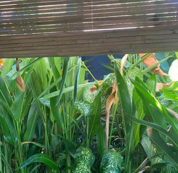 اتاق خانوادگی, Kajali Siargao