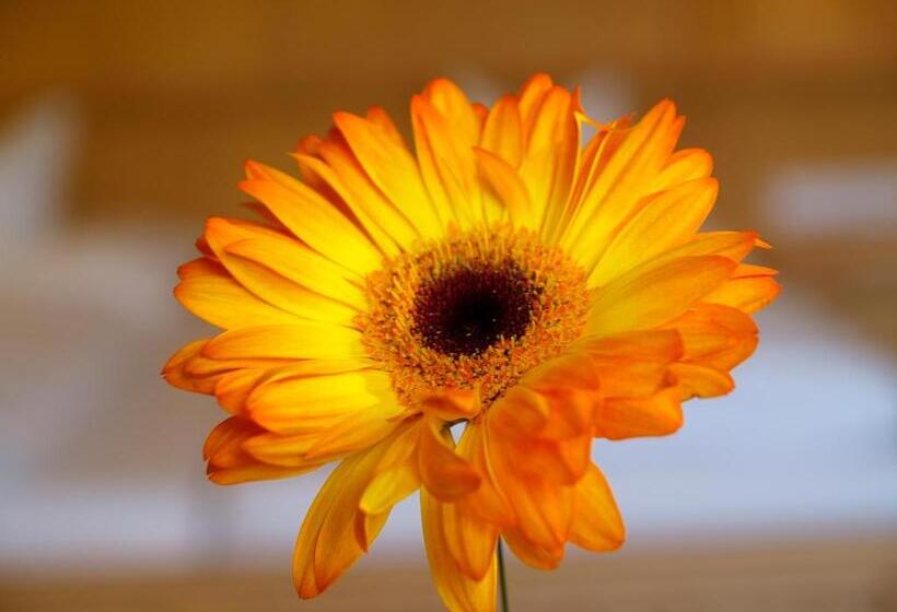 جناح جونيور مزوَّد بشرفة, Kerschdorfer   Wohlfühlhotel Garni   Adults Only