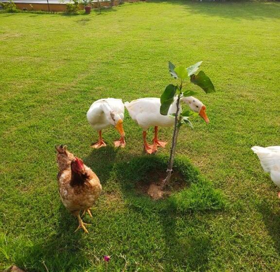 Pokój Rodzinny Widok Ogród, Girisadan Organic Farm Retreat & Botanical Forest