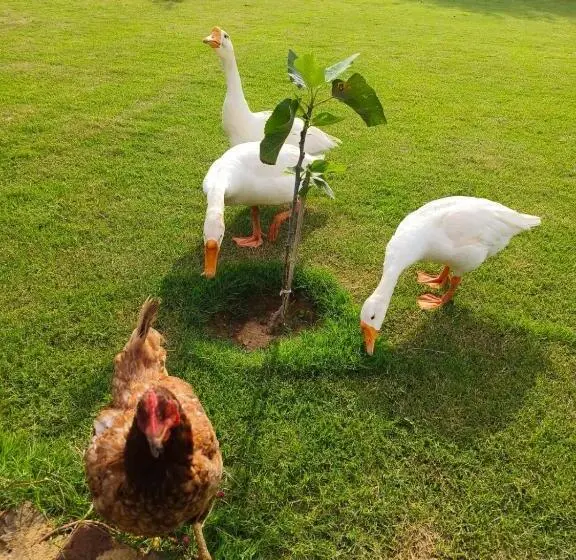 ガーデンビューファミリールーム, Girisadan Organic Farm Retreat & Botanical Forest
