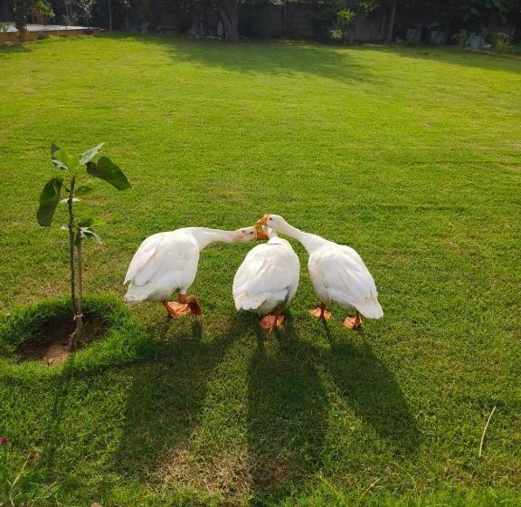 Pokój Rodzinny Widok Ogród, Girisadan Organic Farm Retreat & Botanical Forest