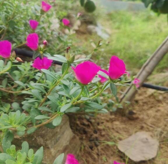 Pokój Rodzinny Widok Ogród, Girisadan Organic Farm Retreat & Botanical Forest