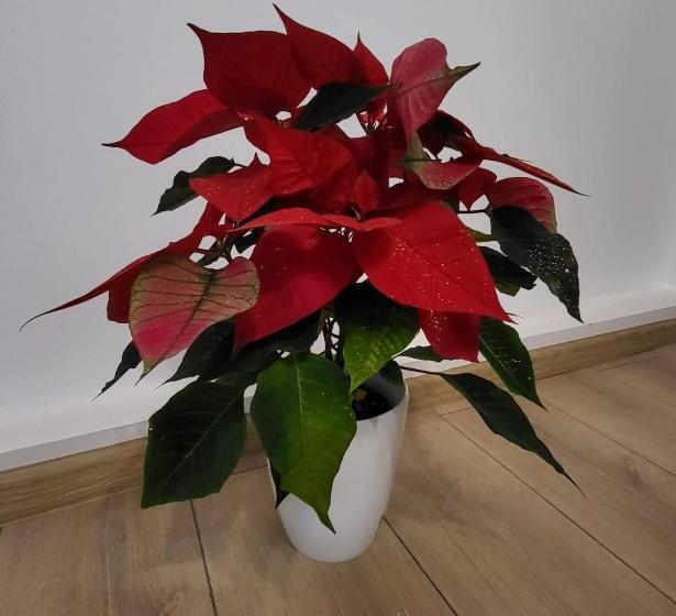 豪华三人间, Adac Boutique