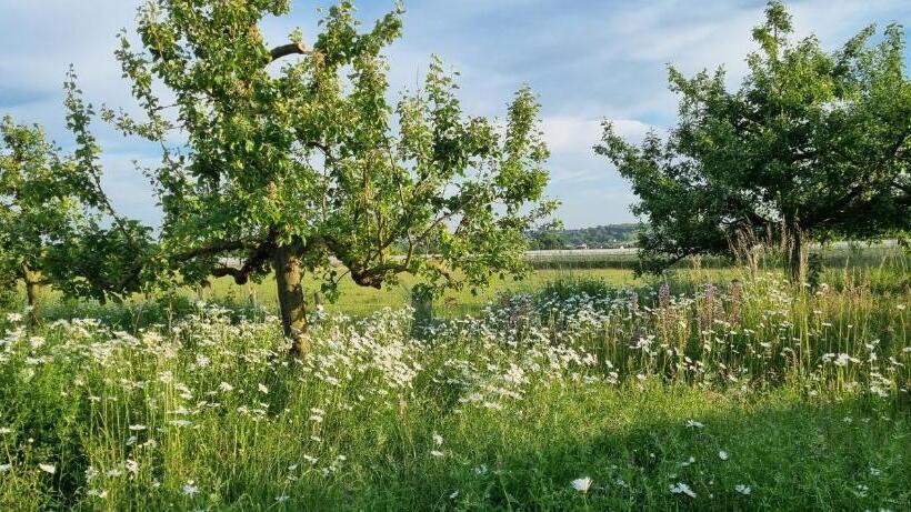带阳台的标准单人间, Vorgebirgsblick   Restaurant Biergarten Gästehaus