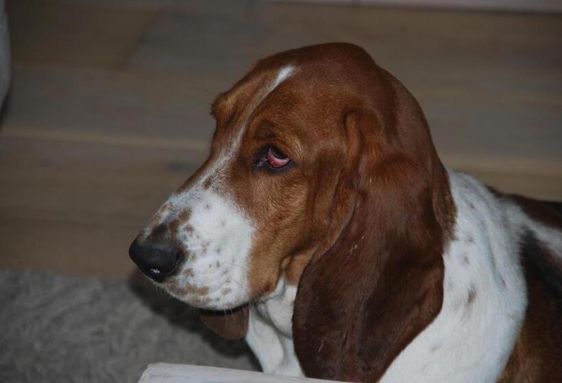 חדר דלוקס נוף לגינה, B&b De Hagmolenbeek Boekelo