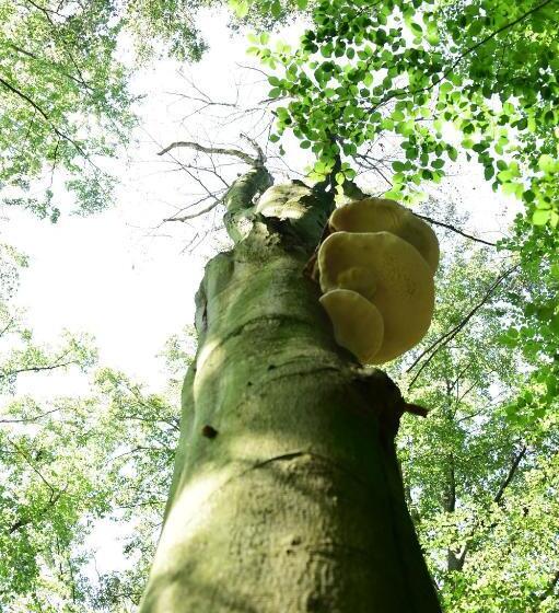 חדר דלוקס נוף לגינה, B&b De Hagmolenbeek Boekelo