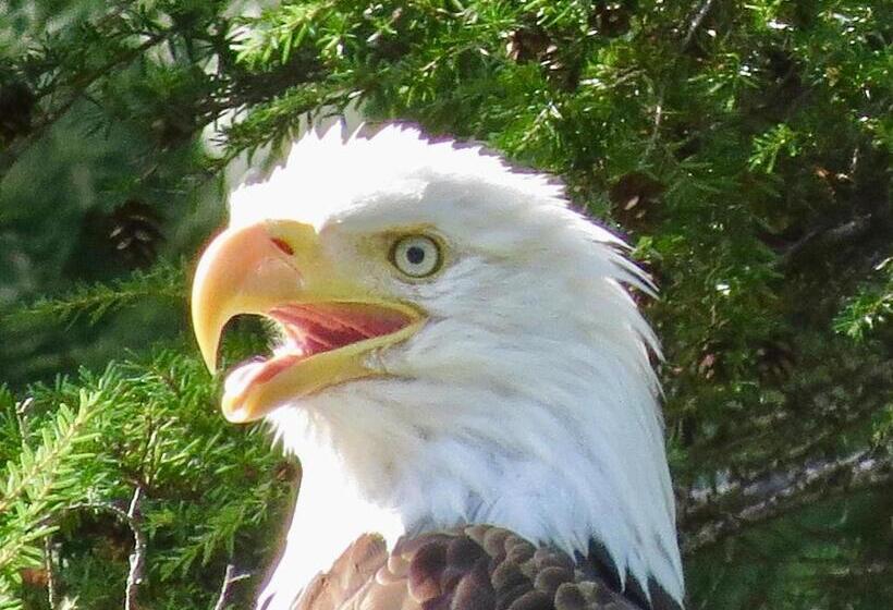 スイート, Telco House B&b