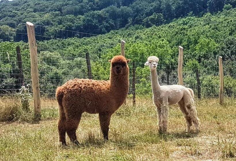 Вилла с 1 спальней и бассейном, Pálos Resort