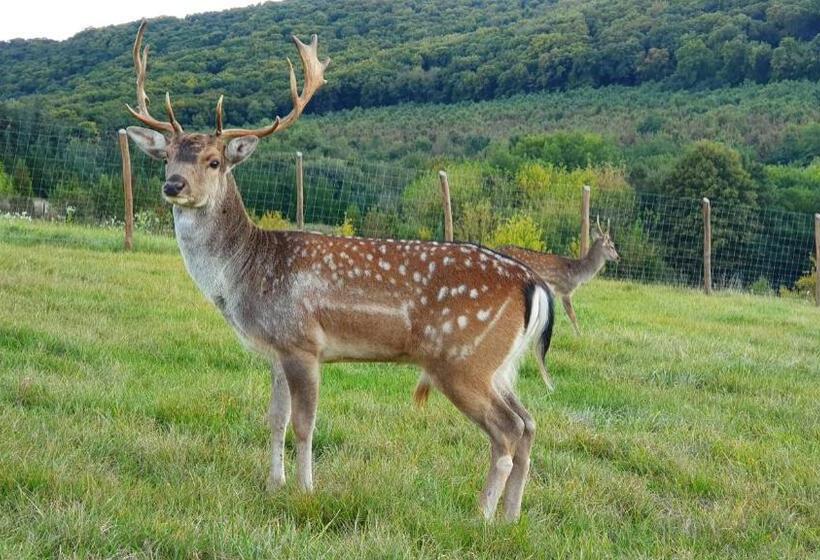 Вилла с 1 спальней и бассейном, Pálos Resort