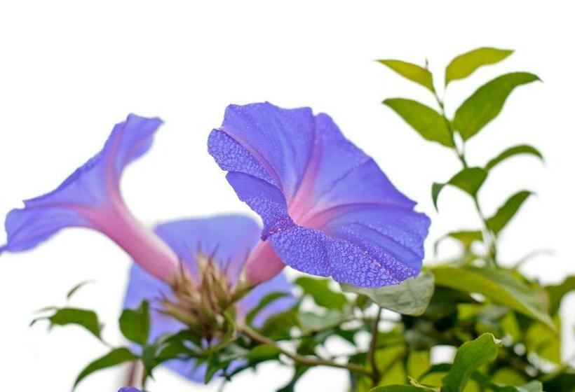 Шале 1 Спальня, Mali Boutique Lodge & Tube  N Axe Budget Accommodation