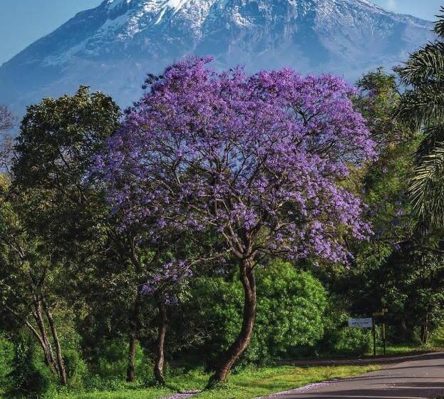 トリプルクラシックルーム, Walk With Us Africa