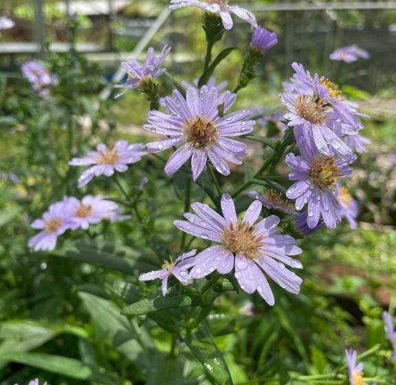 Вилла 1 Спальня, The Willow Phangan