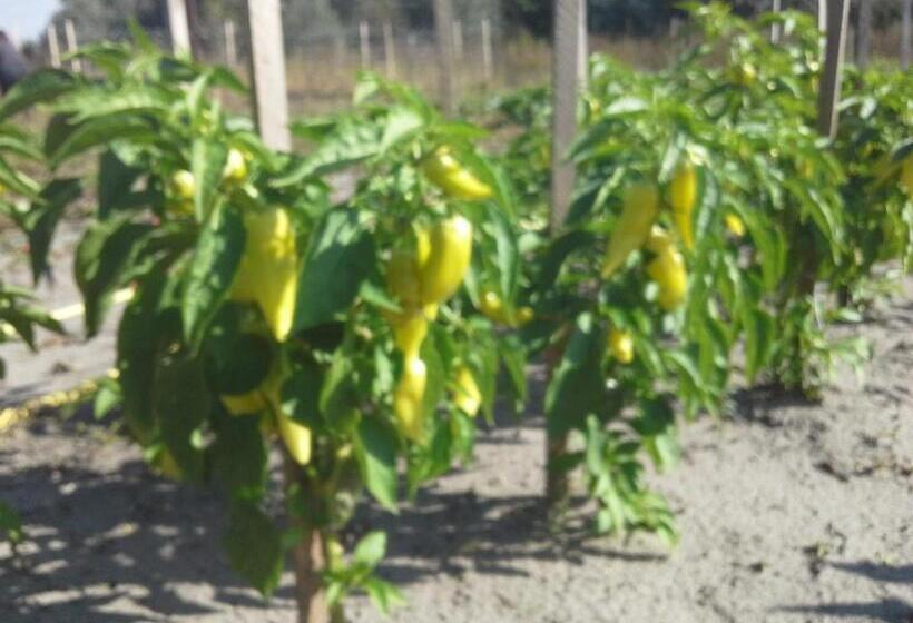 דירת שני חדרים, Tornácos Tanya Vendégház és Gasztroporta