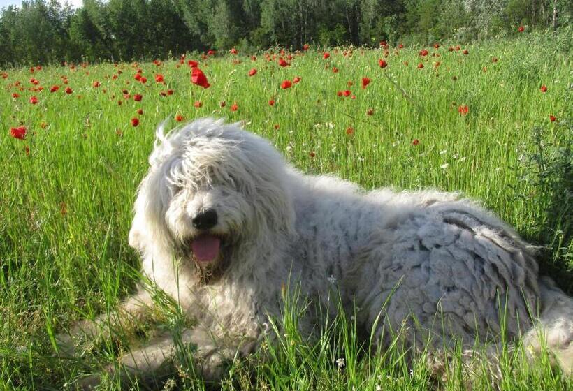 דירת שני חדרים, Tornácos Tanya Vendégház és Gasztroporta