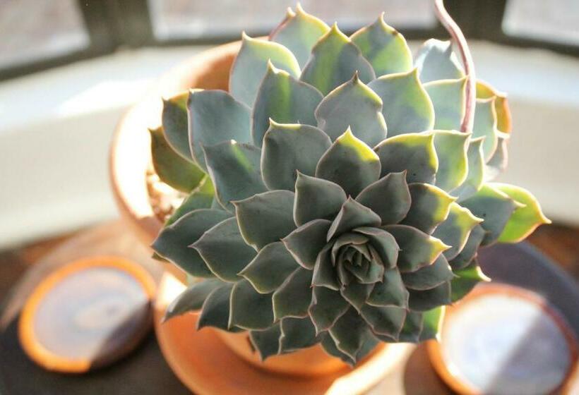 스탠다드 룸, John Bauer Pottery Studio