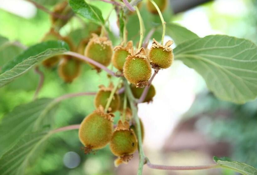 Номер Стандарт, Pension Weinberg Mit Landhaus Nizza