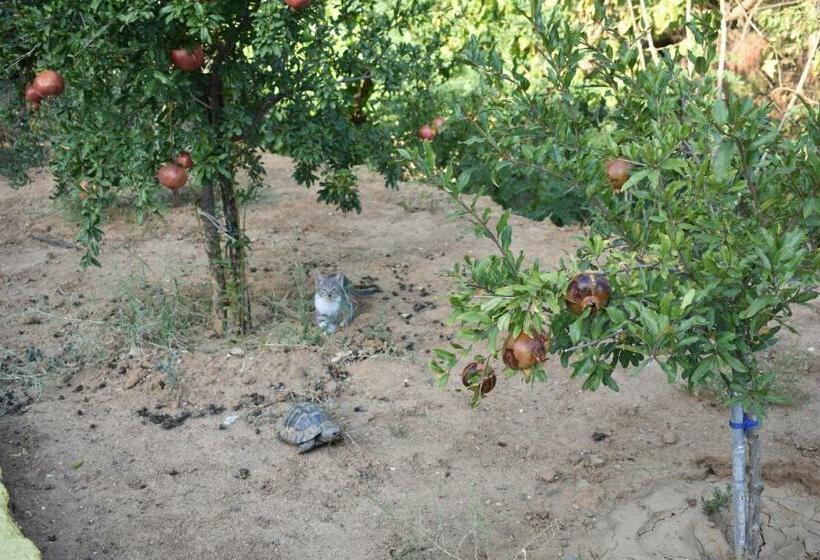غرفة قياسية ذات إطلالة, Meteora
