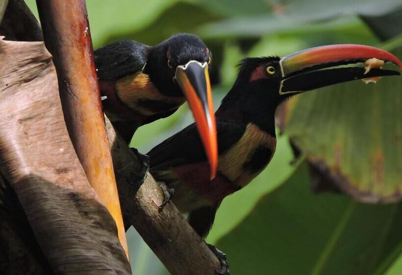 デラックスルーム, Casa Drake Lodge