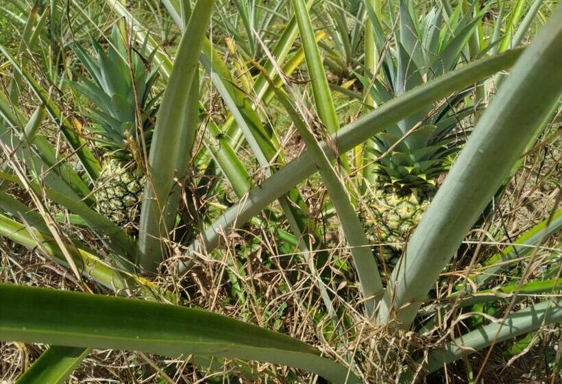 デラックスルーム, Casa Drake Lodge