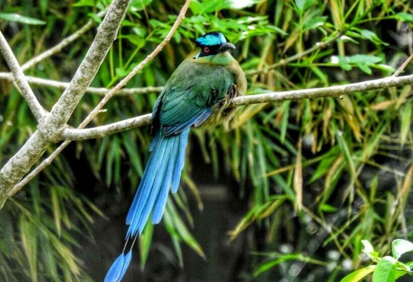 غرفة كومفورت, Ecofinca Salento