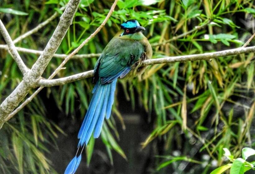 Standard Tent, Ecofinca Salento