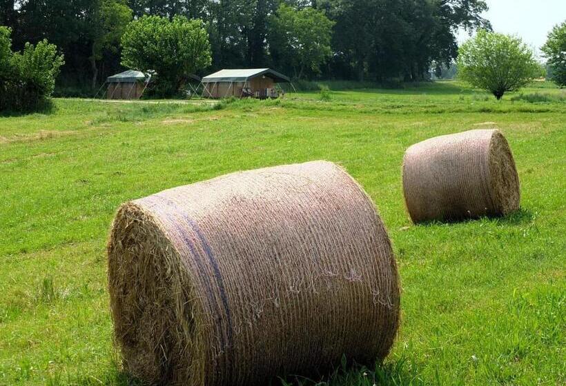 كوخ قياسي, Les ânes De Forcalquier