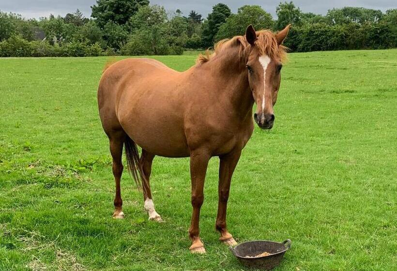 סוויטה משפחתית, The Rocks B&b