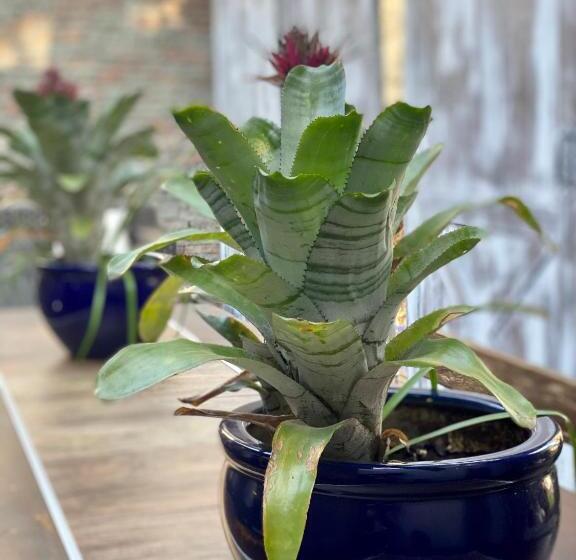 디럭스 방갈로, Cool Clima B&b