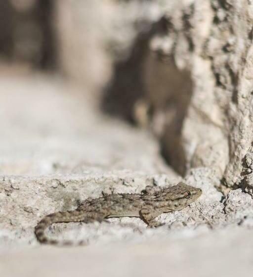 غرفة ديلوكس, Dimora Bolsone