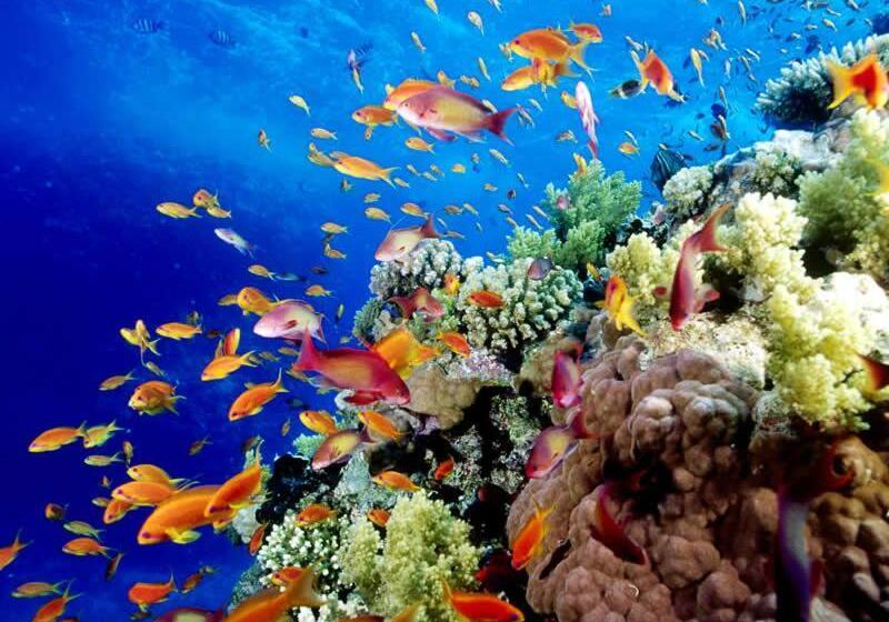 ２ベッドルームアパートメント, Nautilus Apartments