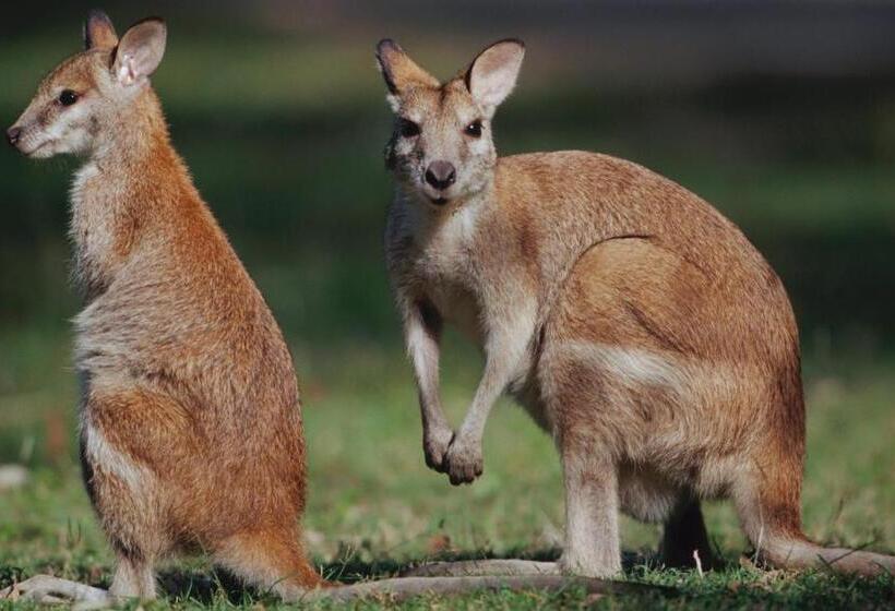 ２ベッドルームアパートメント, Nautilus Apartments