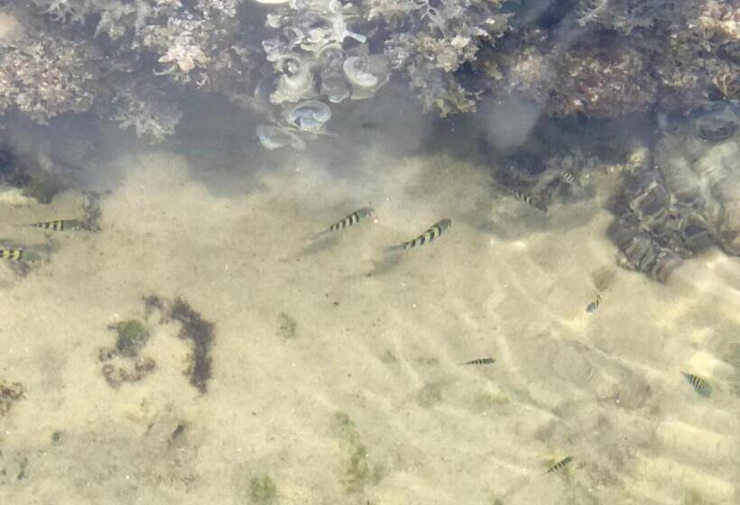 침실 1개 바다 전망 아파트, Pousada Do Mirante