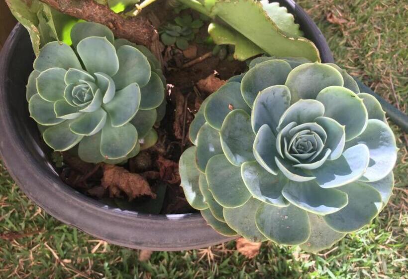 Номер Стандарт Вид на Сад, Pé De Manga Hospedagem