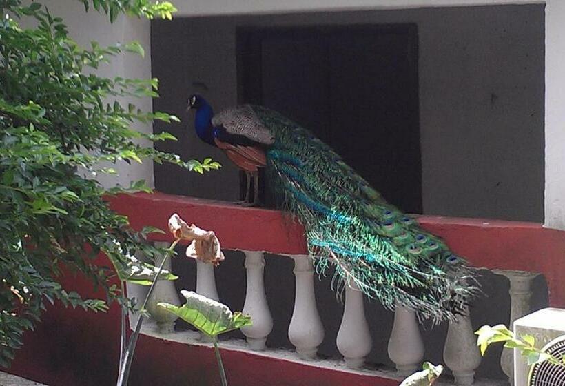 سوییت لوکس, Konkon Wonderland