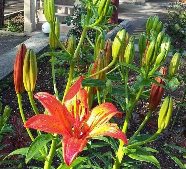 غرفة قياسية, Odzun