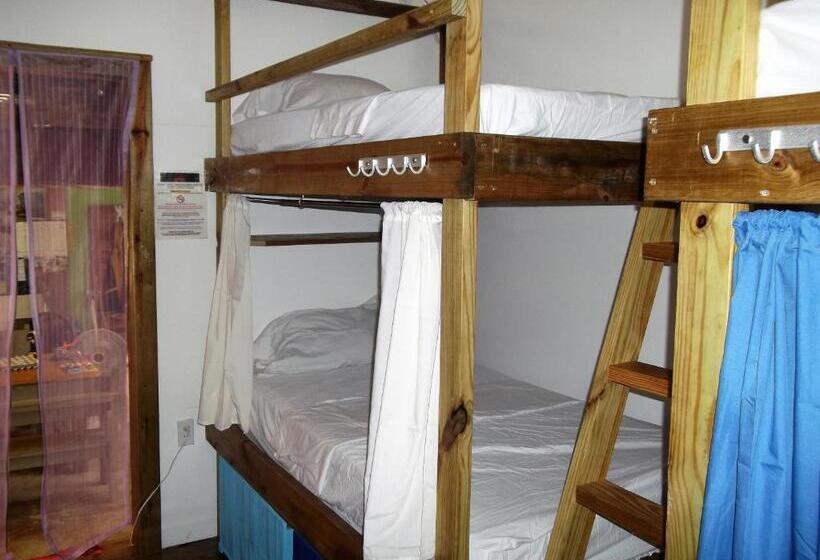 מיטה בחדר משותף, The Funky Dodo Backpackers Hostel